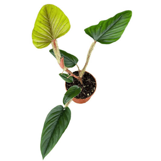 Philodendron Serpens – Zimmerpflanze Ø10,5cm Höhe 15cm – Lebendige Büropflanze mit Dschungelflair - grüne-wurzel