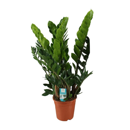 Robuste Zamioculcas Zamiifolia Ø21cm - Pflegeleichte grüne Zimmerpflanze - 80cm - grüne-wurzel