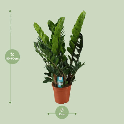 Robuste Zamioculcas Zamiifolia Ø21cm - Pflegeleichte grüne Zimmerpflanze - 80cm - grüne-wurzel