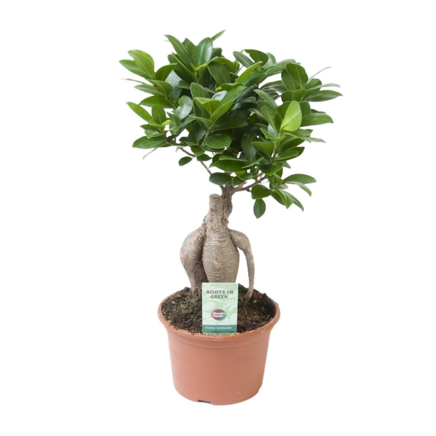 3er-Set perfekt für Pflanzen-Anfänger: pflegeleichte und coole Zimmerpflanzen - Mehr Grün, Mehr Leben. Sansevieria Zeylanica, Pachira Aquatica (3 Stämme), Ficus Ginseng Bonsai - grüne-wurzel