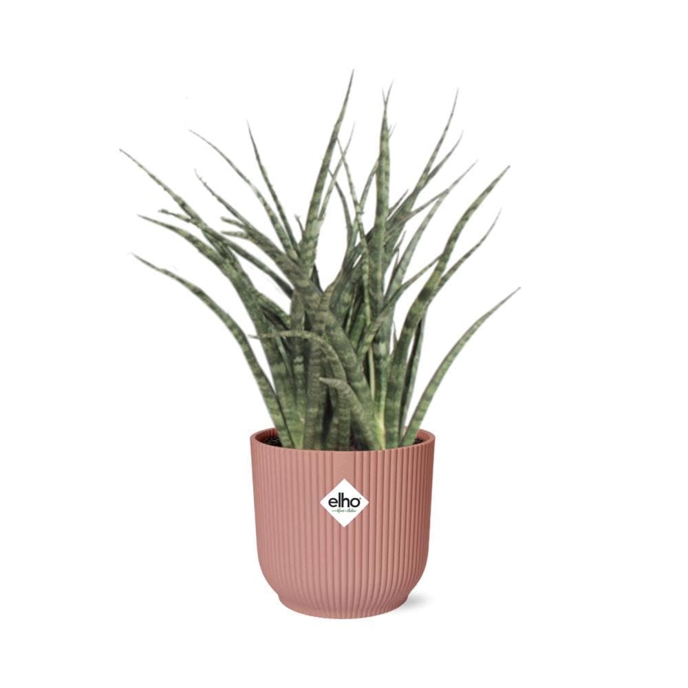 Sansevieria Fernwood 'Mikado' – Trendige Luftreiniger-Pflanze im ELHO-Fold-Topf, Ø14cm, Höhe 22cm Schwiegermutterzunge grüne Zimmerpflanze - grüne-wurzel