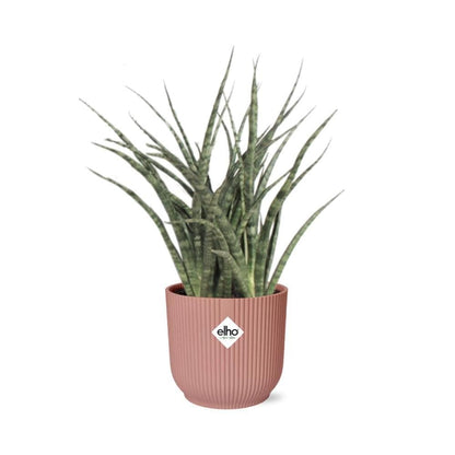 Sansevieria Fernwood 'Mikado' – Trendige Luftreiniger-Pflanze im ELHO-Fold-Topf, Ø14cm, Höhe 22cm Schwiegermutterzunge grüne Zimmerpflanze - grüne-wurzel