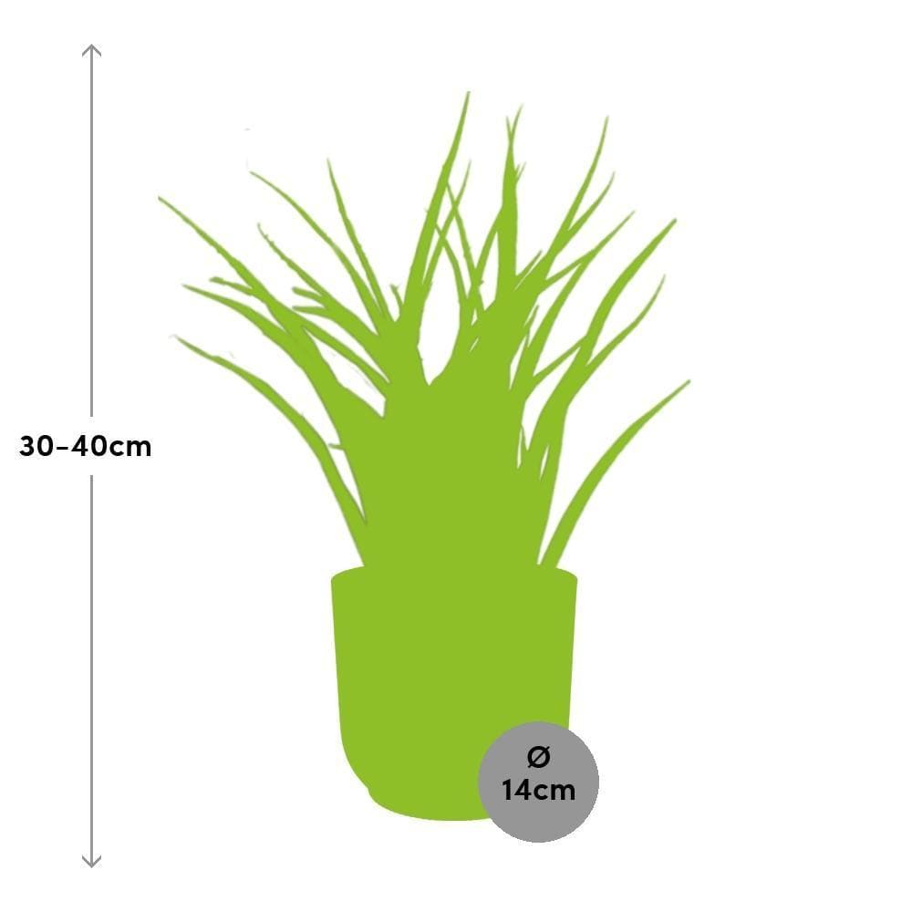 Sansevieria Fernwood 'Mikado' – Trendige Luftreiniger-Pflanze im ELHO-Fold-Topf, Ø14cm, Höhe 22cm Schwiegermutterzunge grüne Zimmerpflanze - grüne-wurzel