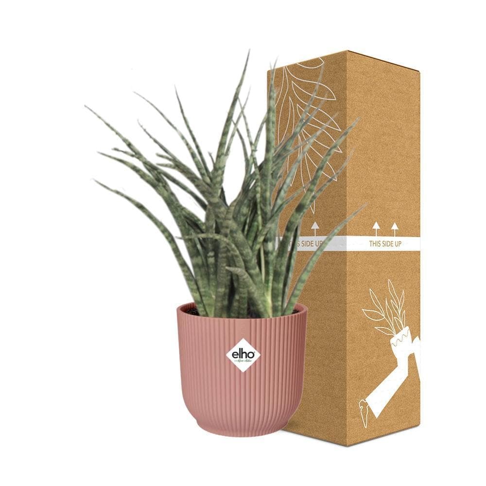 Sansevieria Fernwood 'Mikado' – Trendige Luftreiniger-Pflanze im ELHO-Fold-Topf, Ø14cm, Höhe 22cm Schwiegermutterzunge grüne Zimmerpflanze - grüne-wurzel