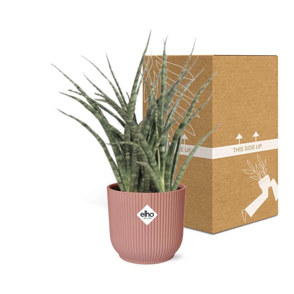 Sansevieria Fernwood 'Mikado' – Trendige Luftreiniger-Pflanze im ELHO-Fold-Topf, Ø14cm, Höhe 22cm Schwiegermutterzunge grüne Zimmerpflanze - grüne-wurzel