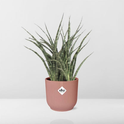 Sansevieria Fernwood 'Mikado' – Trendige Luftreiniger-Pflanze im ELHO-Fold-Topf, Ø14cm, Höhe 22cm Schwiegermutterzunge grüne Zimmerpflanze - grüne-wurzel