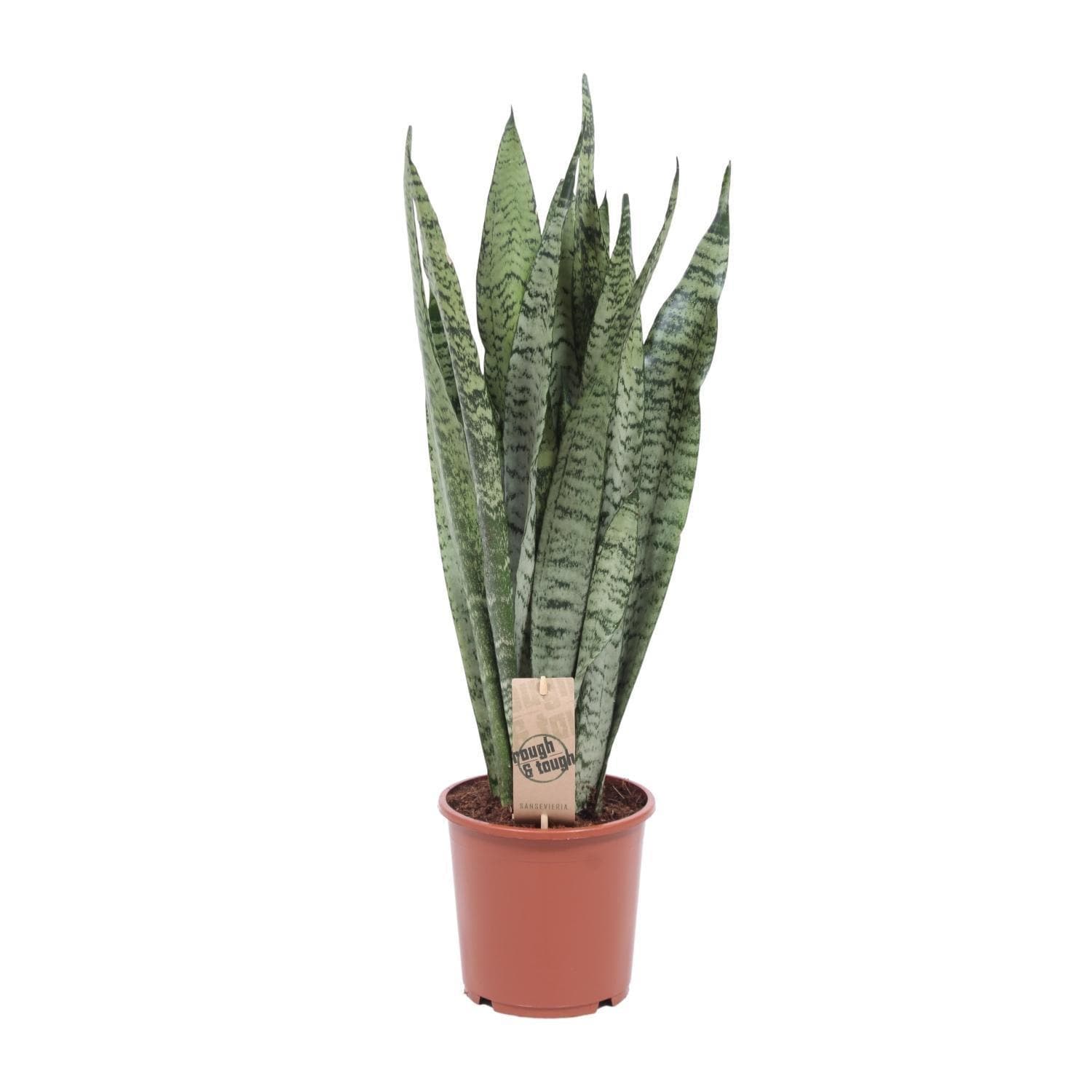 Sansevieria Zeylanica – Ø17cm Robuste Luftreinigende Zimmerpflanze, Höhe 50cm Schwiegermutterzunge - grüne-wurzel