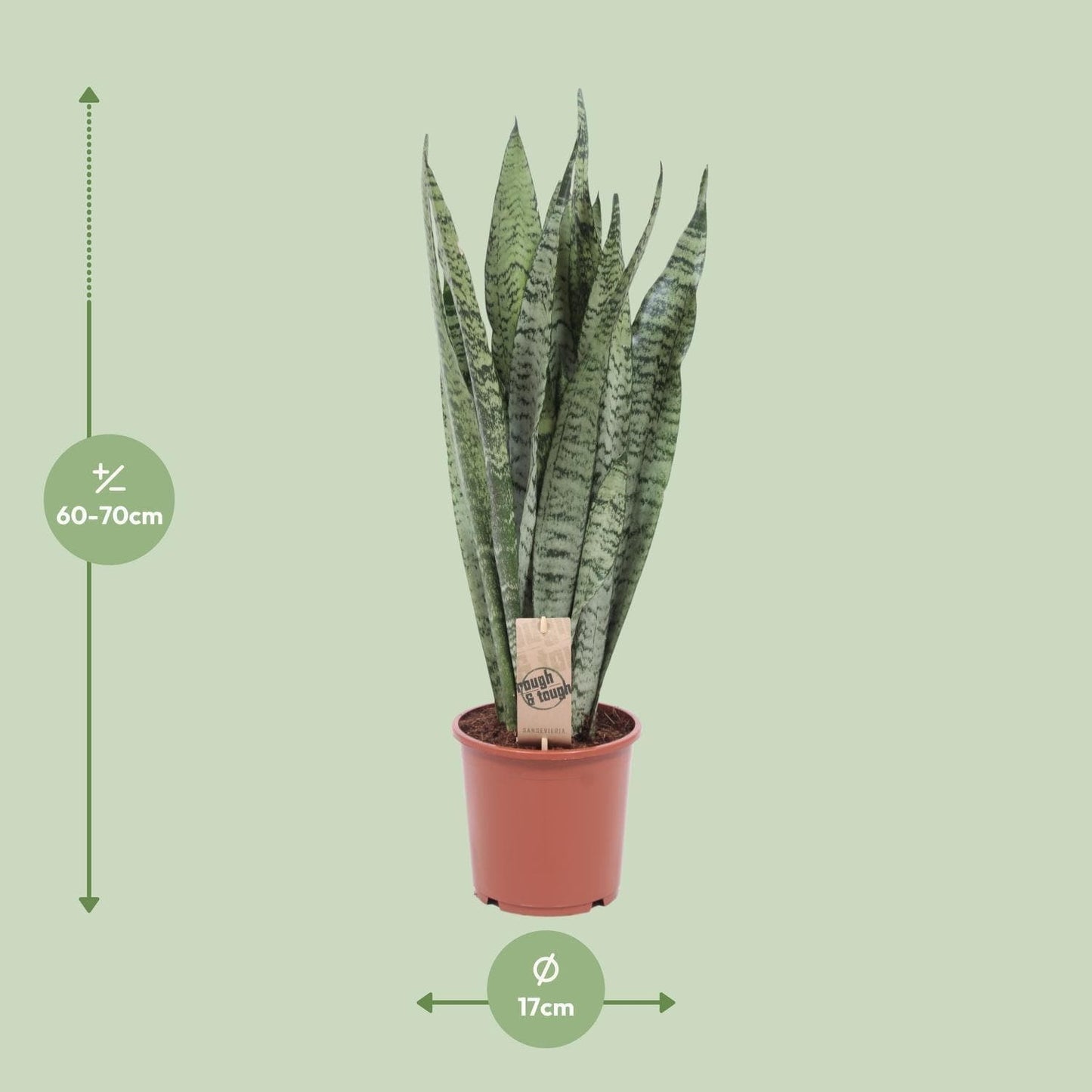 Sansevieria Zeylanica – Ø17cm Robuste Luftreinigende Zimmerpflanze, Höhe 50cm Schwiegermutterzunge - grüne-wurzel