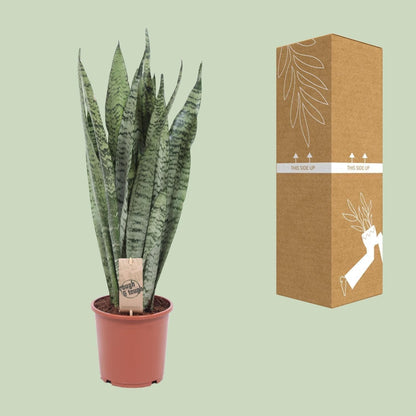 Sansevieria Zeylanica – Ø17cm Robuste Luftreinigende Zimmerpflanze, Höhe 50cm Schwiegermutterzunge - grüne-wurzel