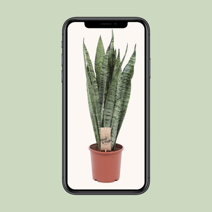 Sansevieria Zeylanica – Ø17cm Robuste Luftreinigende Zimmerpflanze, Höhe 50cm Schwiegermutterzunge - grüne-wurzel