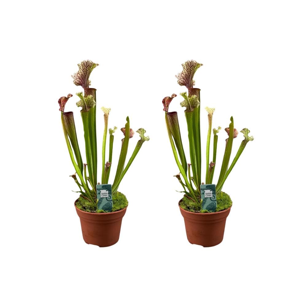 Sarracenia Judith Hindle - Fleischfressende Pflanze - 2 Stück - Ø12 cm - Höhe 30 cm - Zimmerpflanze - grüne-wurzel