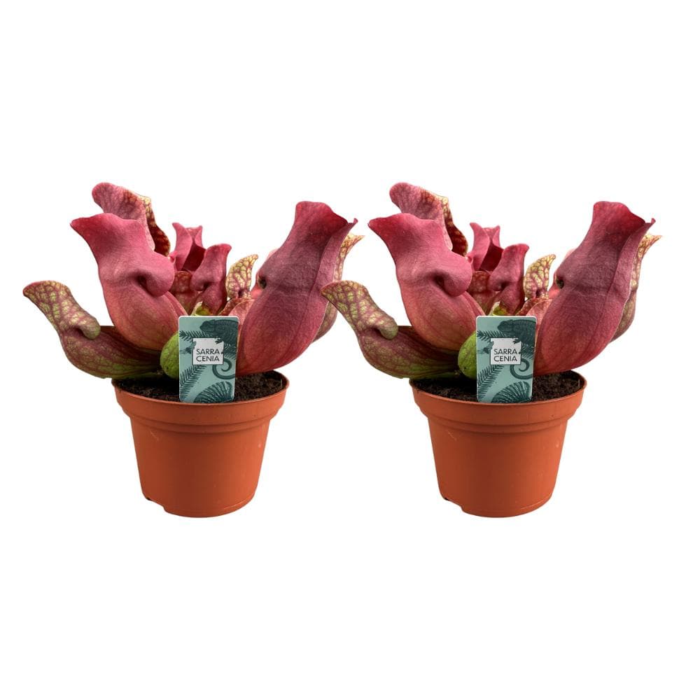 Sarracenia Maroon - Fleischfressende Zimmerpflanze - 2 Stück - Ø12 cm - Höhe 23 cm - grüne-wurzel