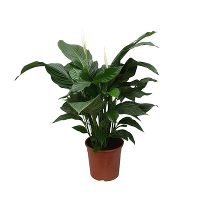 Spathiphyllum 'Sweet Silvana' – Luftreinigende Friedenslilie, Topf Ø24cm Höhe 80cm grüne Zimmerpflanze - grüne-wurzel