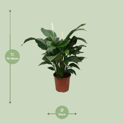 Spathiphyllum 'Sweet Silvana' – Luftreinigende Friedenslilie, Topf Ø24cm Höhe 80cm grüne Zimmerpflanze - grüne-wurzel