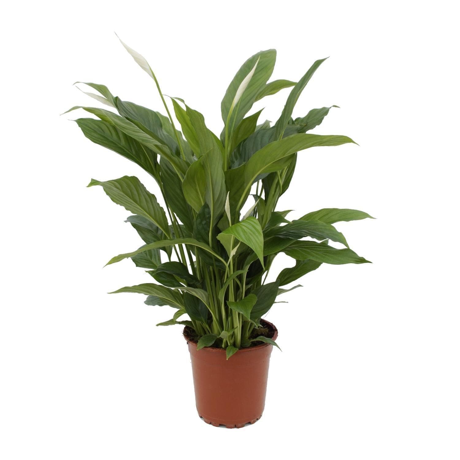 Spathiphyllum 'Torelli' – Friedenslilie – Luftreinigend & Stilvoll, Topfgröße Ø17cm, Wuchshöhe 65cm grüne Zimmerpflanze - grüne-wurzel