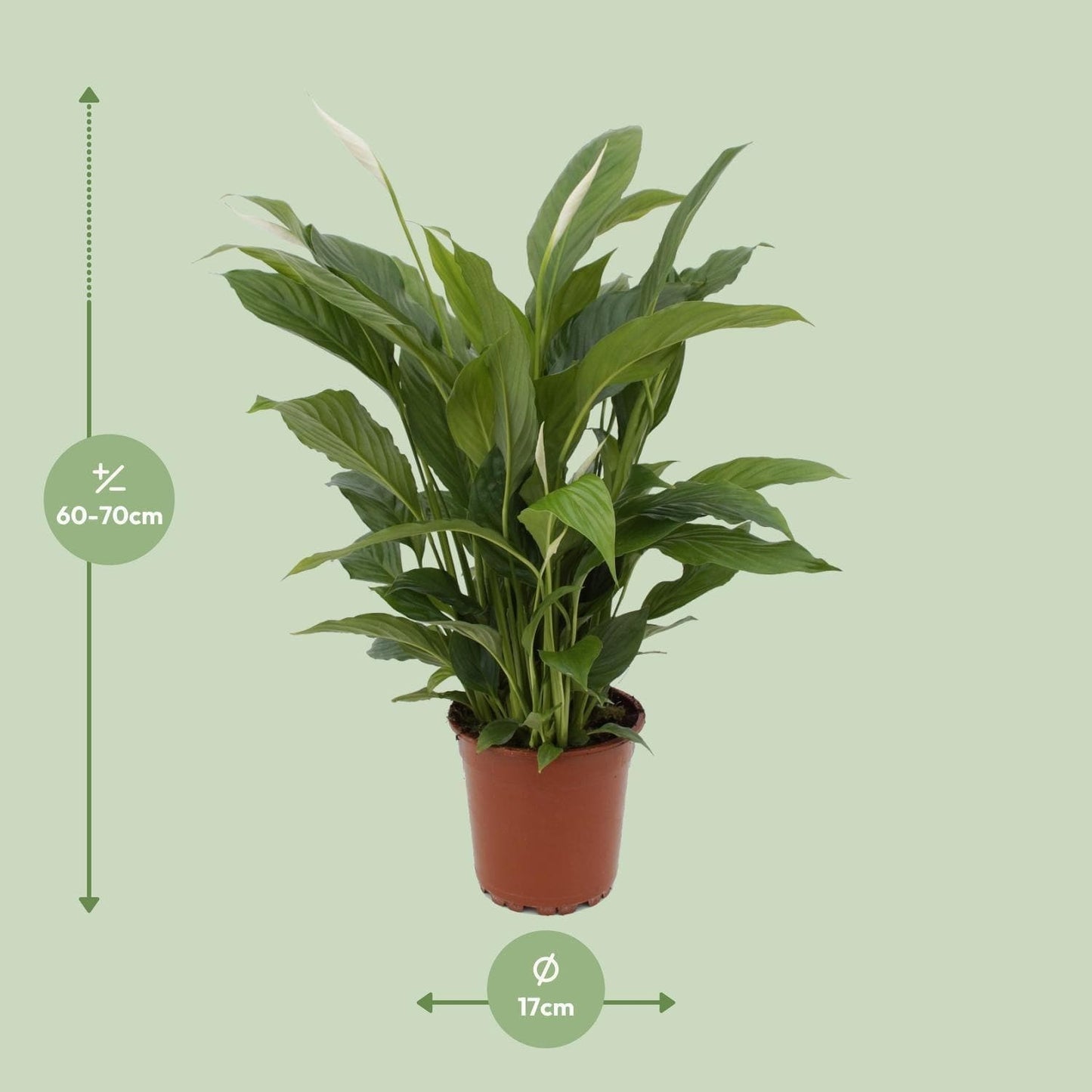 Spathiphyllum 'Torelli' – Friedenslilie – Luftreinigend & Stilvoll, Topfgröße Ø17cm, Wuchshöhe 65cm grüne Zimmerpflanze - grüne-wurzel