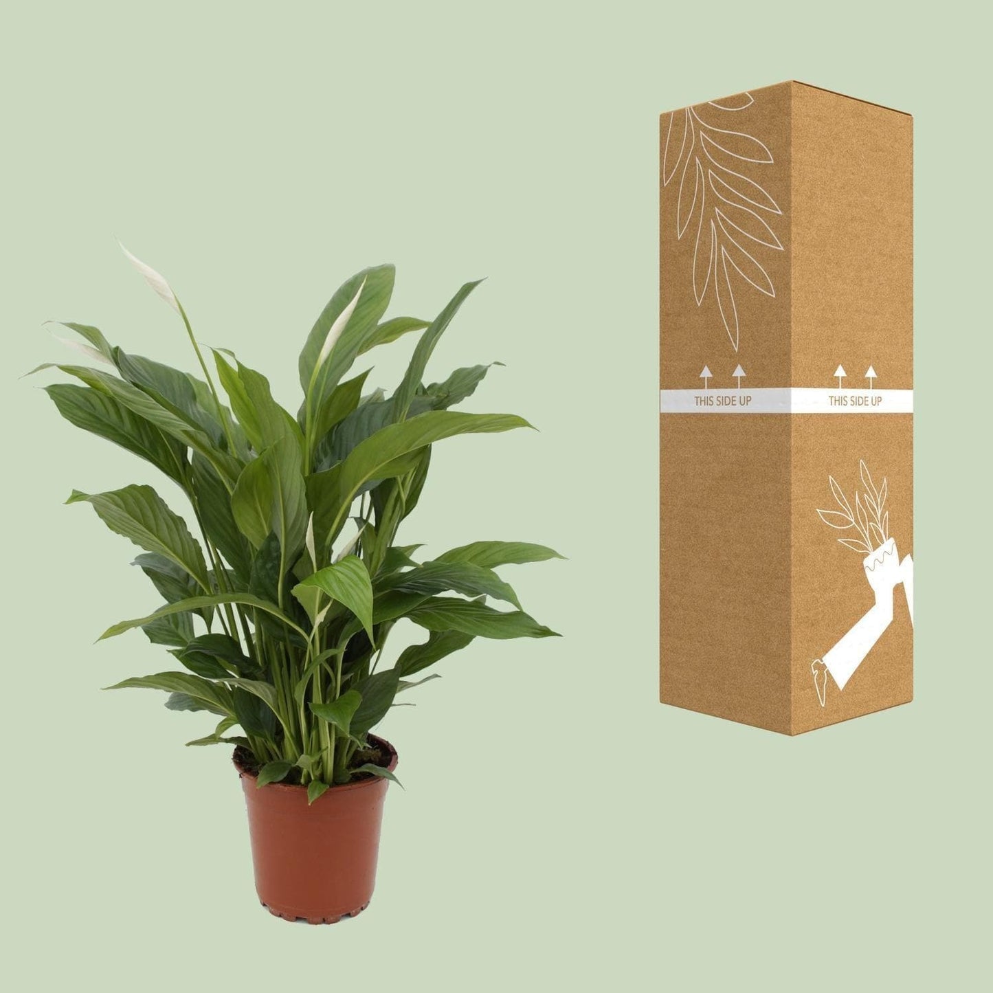 Spathiphyllum 'Torelli' – Friedenslilie – Luftreinigend & Stilvoll, Topfgröße Ø17cm, Wuchshöhe 65cm grüne Zimmerpflanze - grüne-wurzel