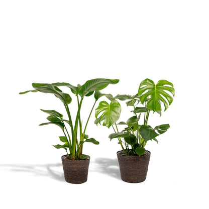 Strelitzia Nicolai und Monstera Deliciosa im Korb Igmar - Zimmerpflanzen-Set - Ø19-21cm - Höhe: 75-85cm - grüne-wurzel