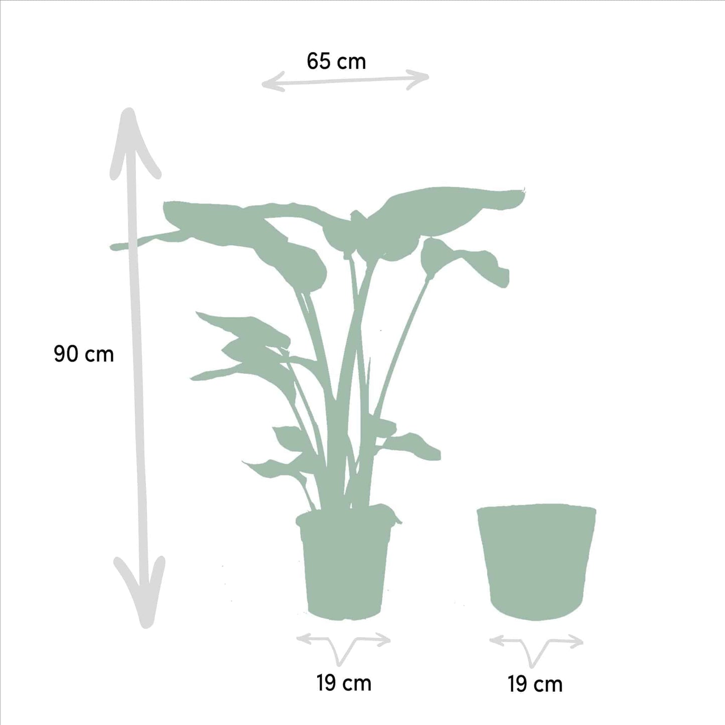 Strelitzia Nicolai und Monstera Deliciosa im Korb Igmar - Zimmerpflanzen-Set - Ø19-21cm - Höhe: 75-85cm - grüne-wurzel