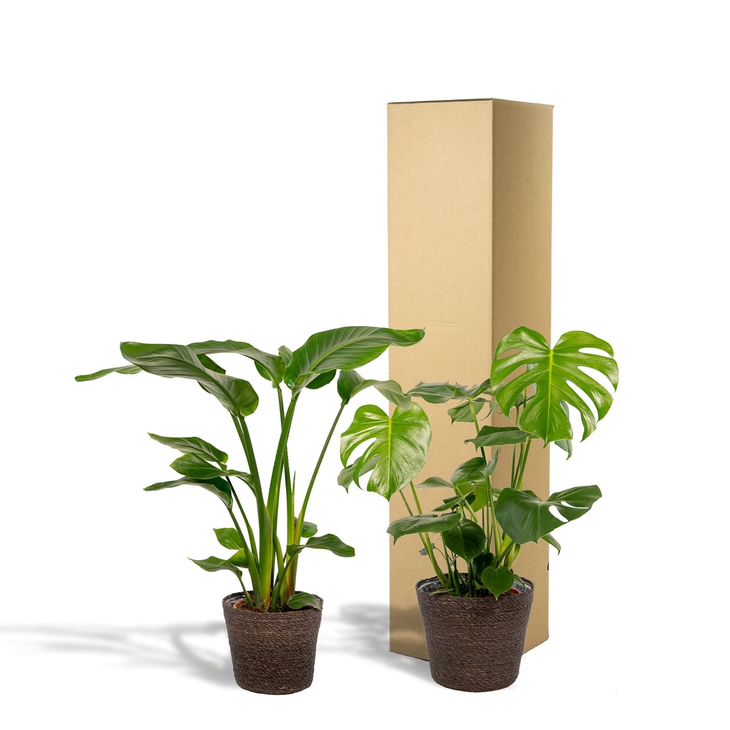 Strelitzia Nicolai und Monstera Deliciosa im Korb Igmar - Zimmerpflanzen-Set - Ø19-21cm - Höhe: 75-85cm - grüne-wurzel