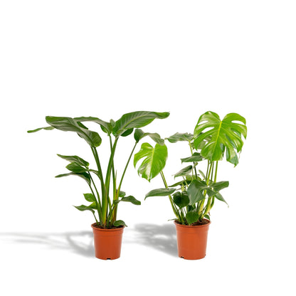 trelitzia Nicolai - Durchmesser: 19 cm, Höhe: 85 cm + Monstera Deliciosa - Durchmesser: 21 cm, Höhe: 75 cm Zimmerpflanzen-Set - grüne-wurzel