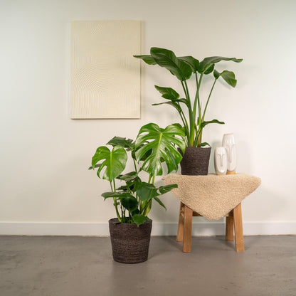 trelitzia Nicolai - Durchmesser: 19 cm, Höhe: 85 cm + Monstera Deliciosa - Durchmesser: 21 cm, Höhe: 75 cm Zimmerpflanzen-Set - grüne-wurzel