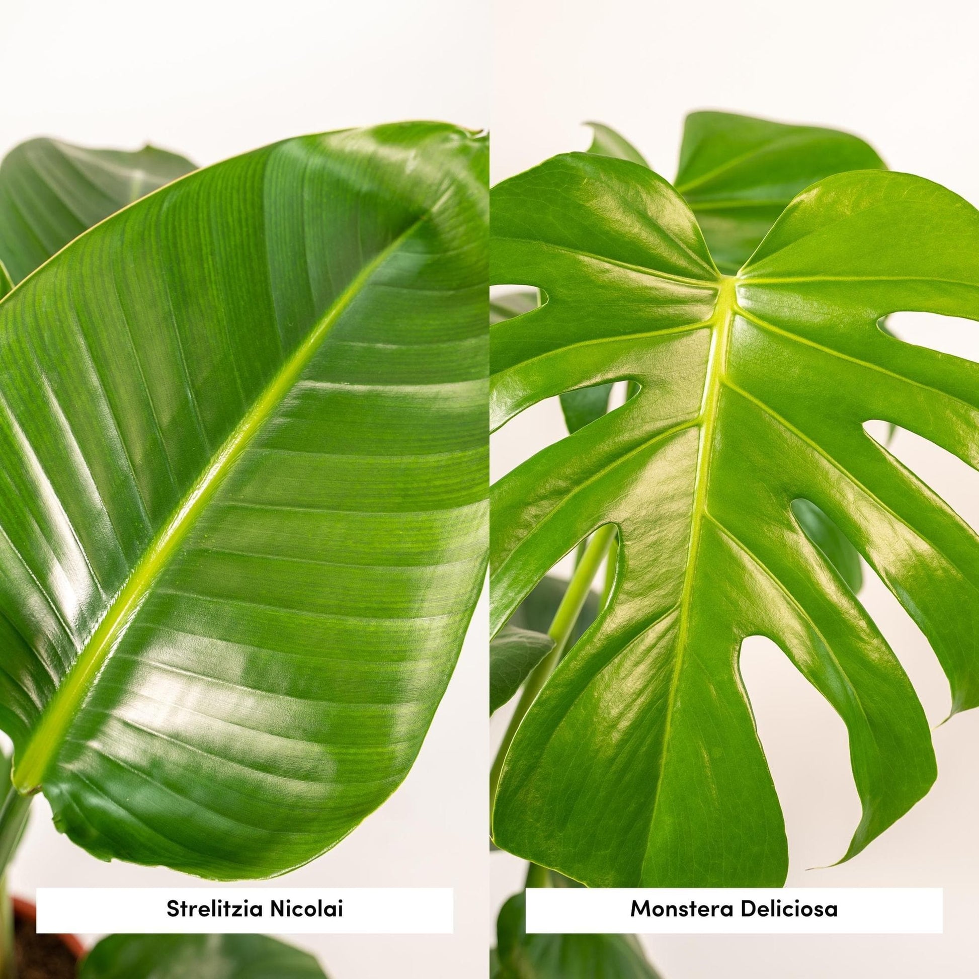 trelitzia Nicolai - Durchmesser: 19 cm, Höhe: 85 cm + Monstera Deliciosa - Durchmesser: 21 cm, Höhe: 75 cm Zimmerpflanzen-Set - grüne-wurzel