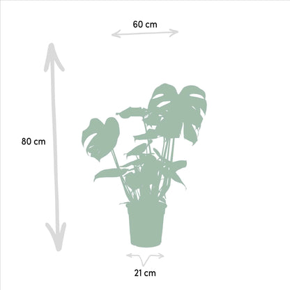 trelitzia Nicolai - Durchmesser: 19 cm, Höhe: 85 cm + Monstera Deliciosa - Durchmesser: 21 cm, Höhe: 75 cm Zimmerpflanzen-Set - grüne-wurzel