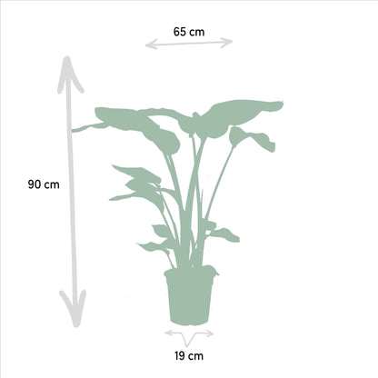 trelitzia Nicolai - Durchmesser: 19 cm, Höhe: 85 cm + Monstera Deliciosa - Durchmesser: 21 cm, Höhe: 75 cm Zimmerpflanzen-Set - grüne-wurzel