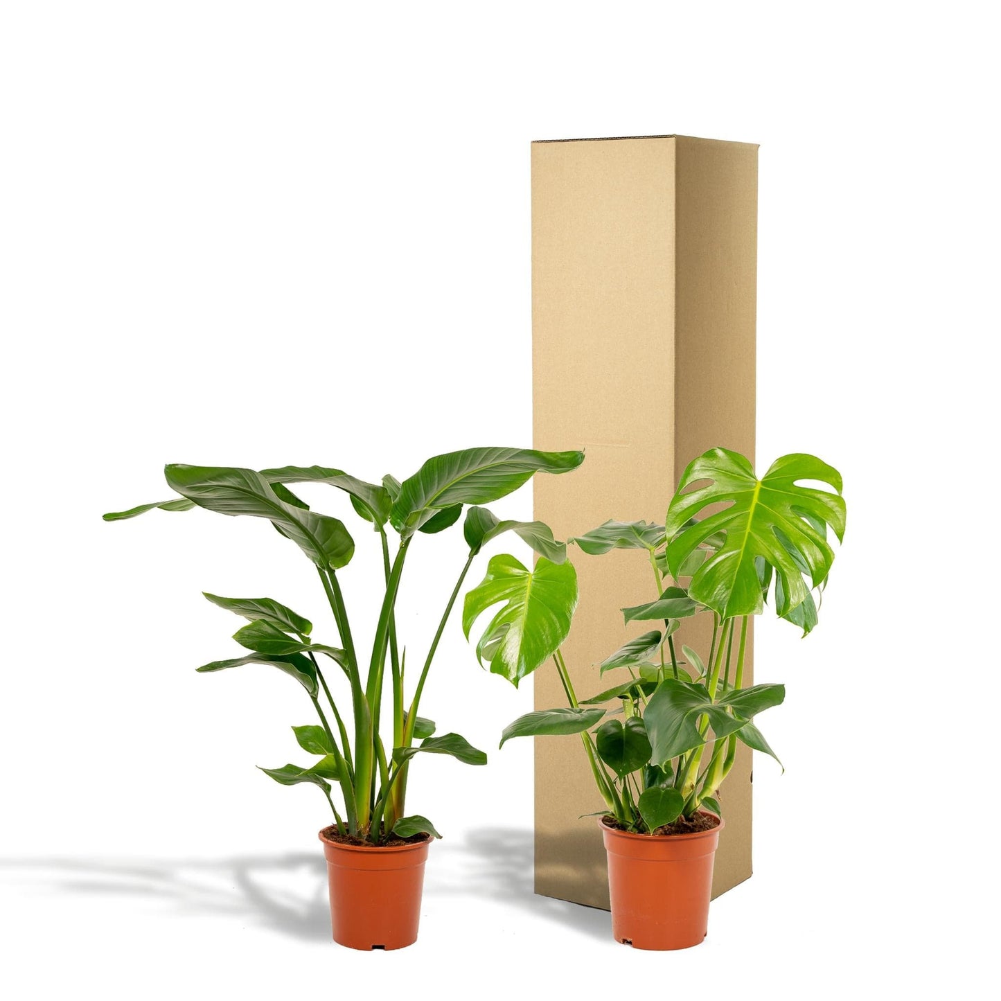 trelitzia Nicolai - Durchmesser: 19 cm, Höhe: 85 cm + Monstera Deliciosa - Durchmesser: 21 cm, Höhe: 75 cm Zimmerpflanzen-Set - grüne-wurzel