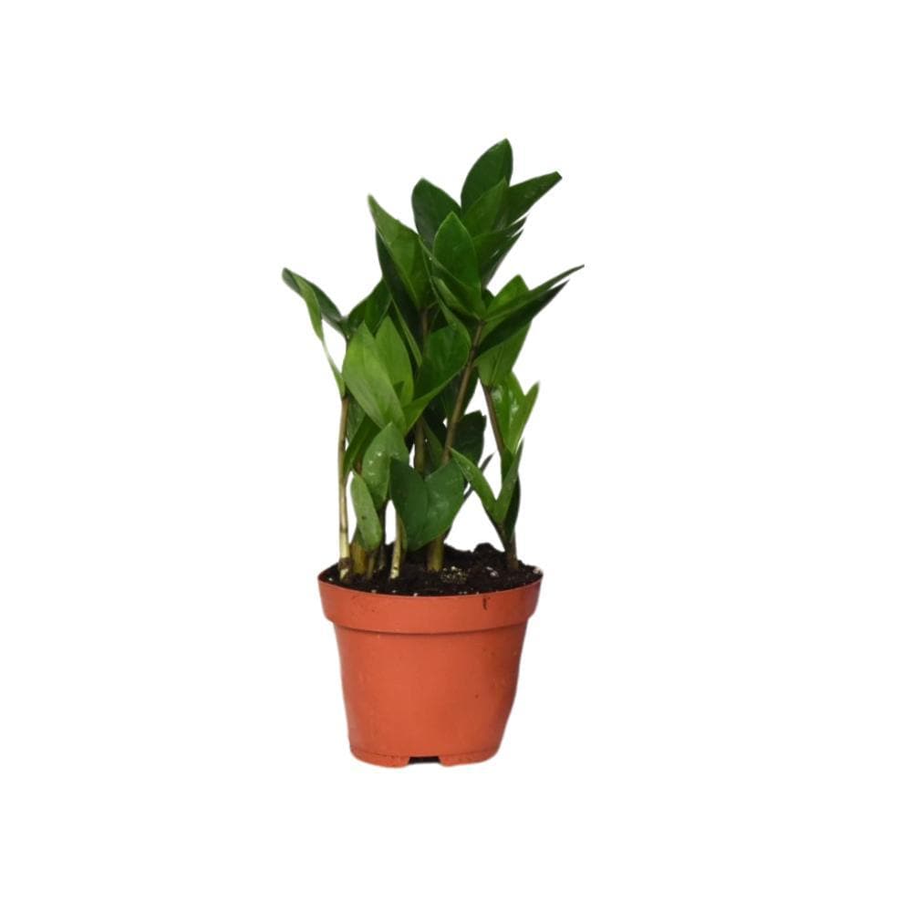 Zamioculcas Zamiifolia - Kompakte Luftreiniger-Pflanze, Höhe 30cm, Topf Ø12cm Zimmerpflanzen - grüne-wurzel