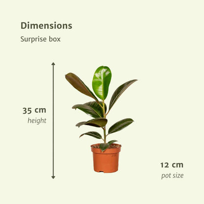 Zimmerpflanzen Überraschungsbox - 10er Set - Verschiedene Arten - Ø12cm - grüne-wurzel