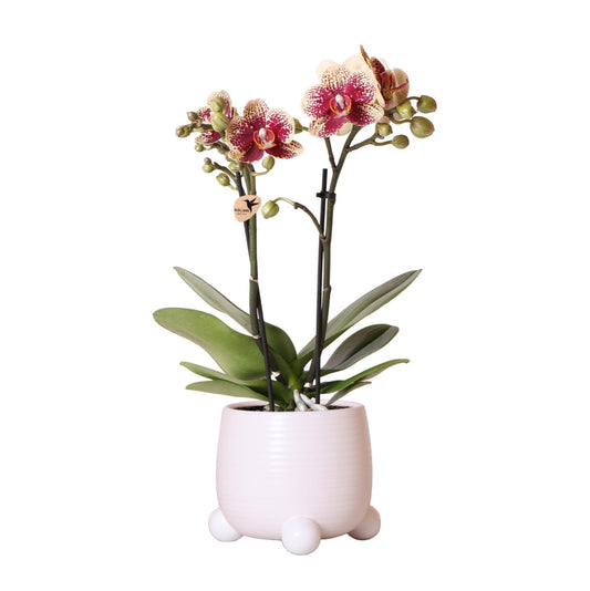 Kolibri Orchids | Gelb-rote Phalaenopsis-Orchidee - Spanien im Rolling-Ziertopf weiß - Topfgröße Ø9cm - 40cm hoch | blühende Zimmerpflanze - frisch vom Züchter - grüne-wurzel