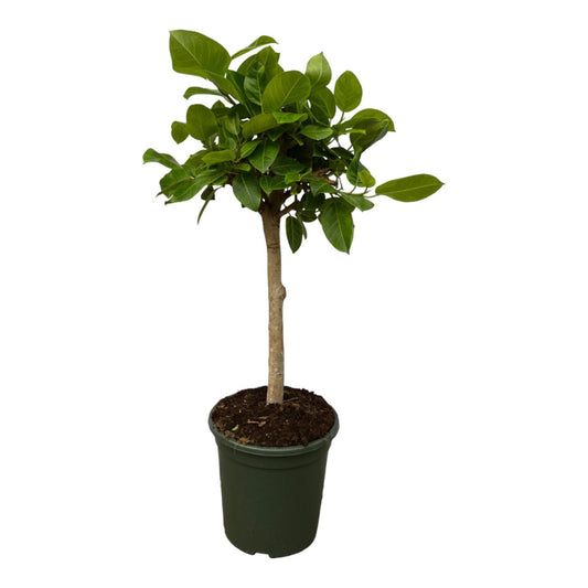 Ficus Altissimo variegata - 120 cm - Ø33cm - grüne-wurzel