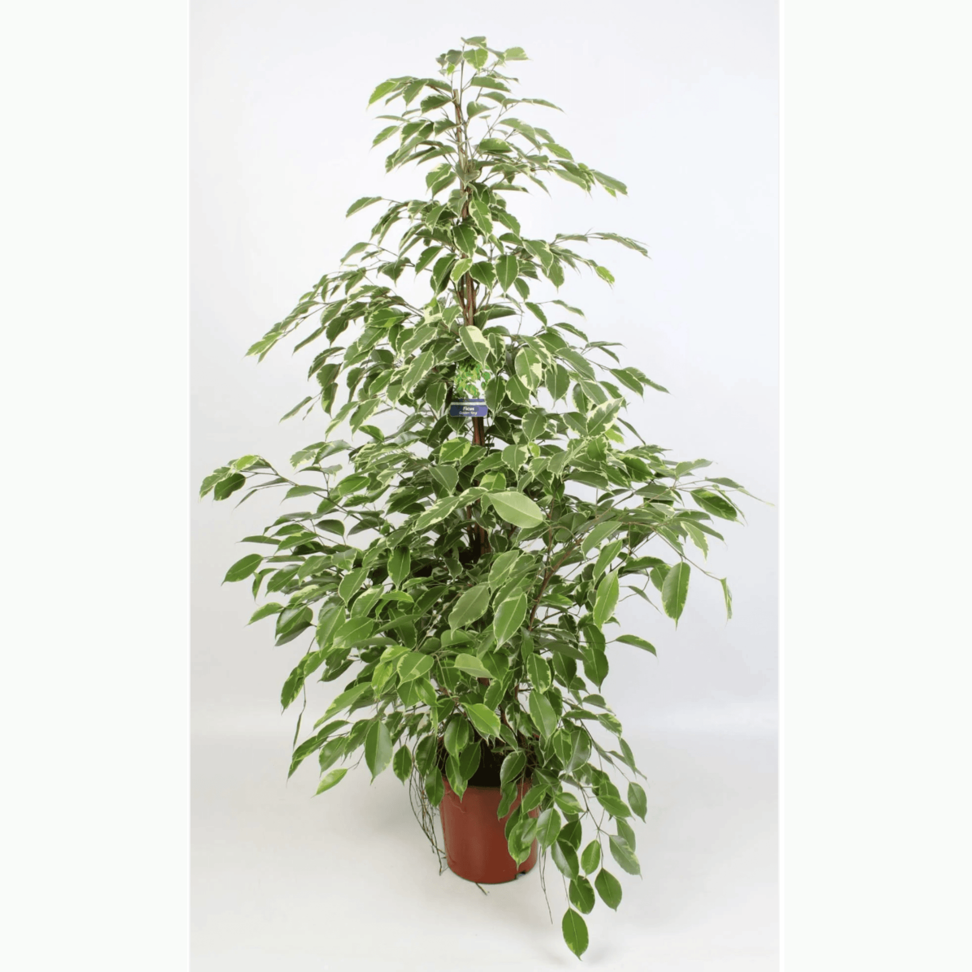 Ficus Benjamina 'Exotica' – Lush Green Indoor Plant – Ø21cm Pot Size, ↕110cm Height - grüne-wurzel