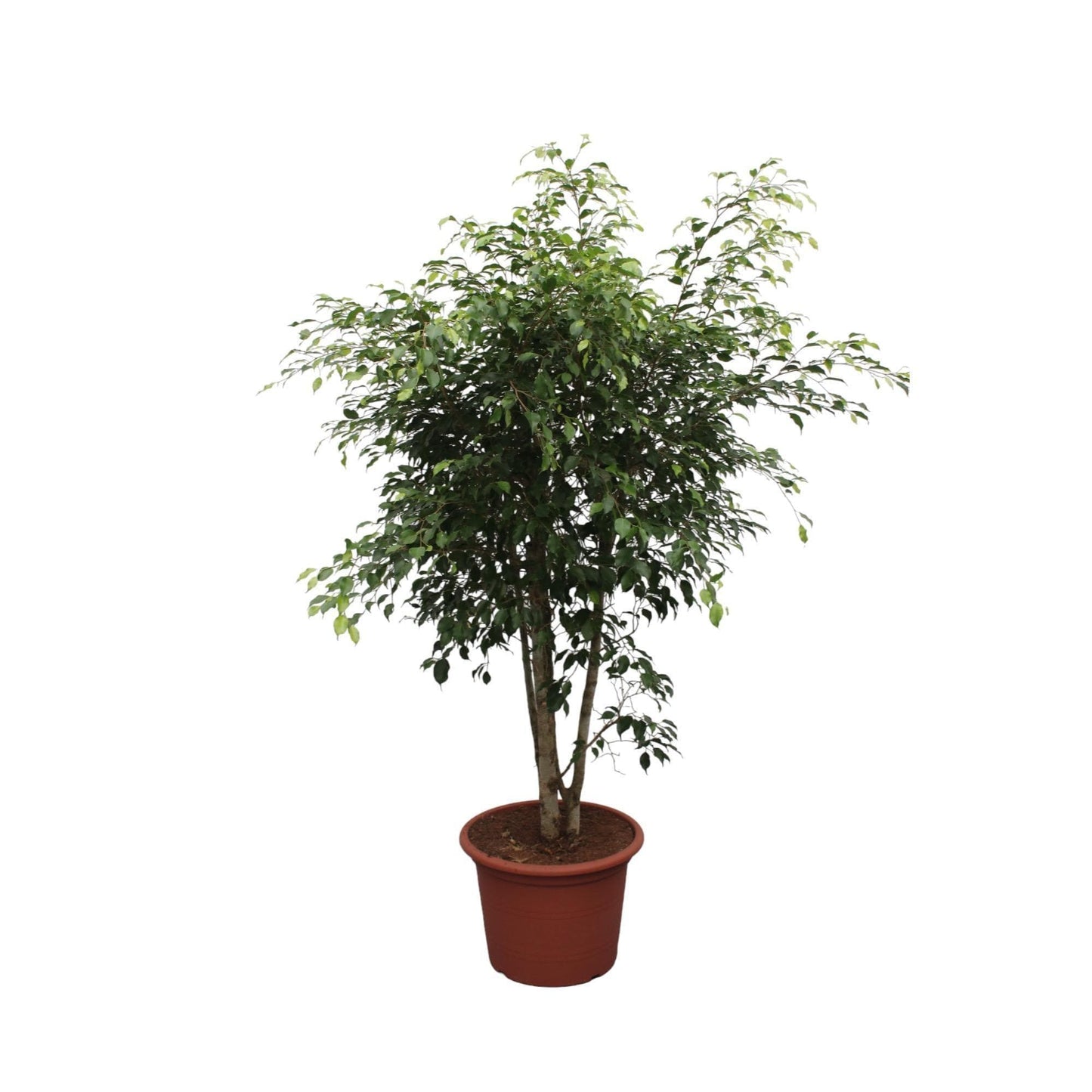 Ficus Benjamina Exotica vertakt - 190 cm - ø50 - grüne-wurzel