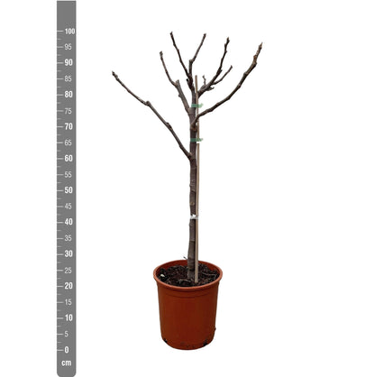 Ficus Carica op stam - 100 cm - Ø20 - grüne-wurzel