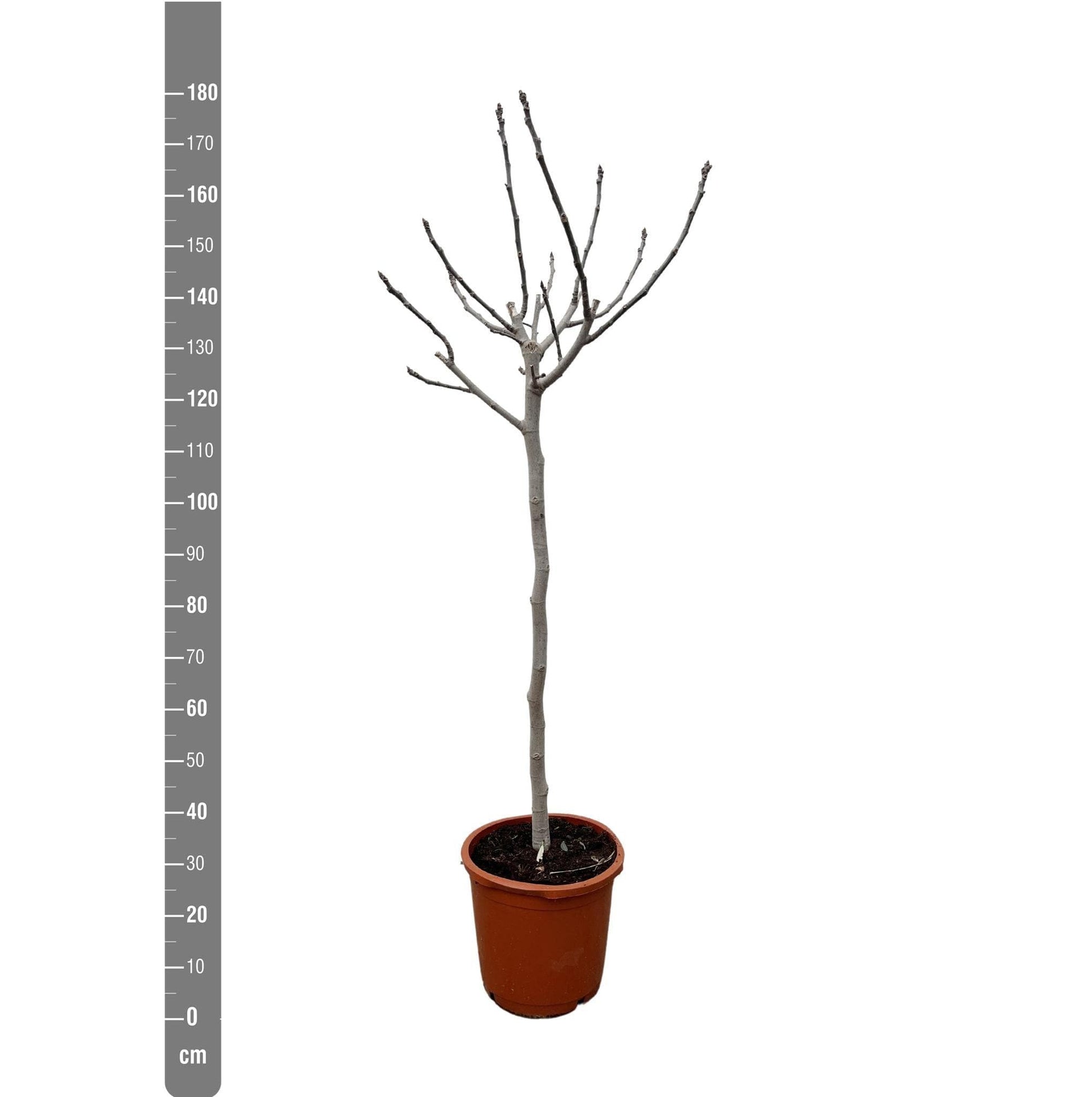 Ficus Carica op stam - 180 cm - ø30 - grüne-wurzel