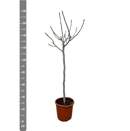 Ficus Carica op stam - 180 cm - ø30 - grüne-wurzel