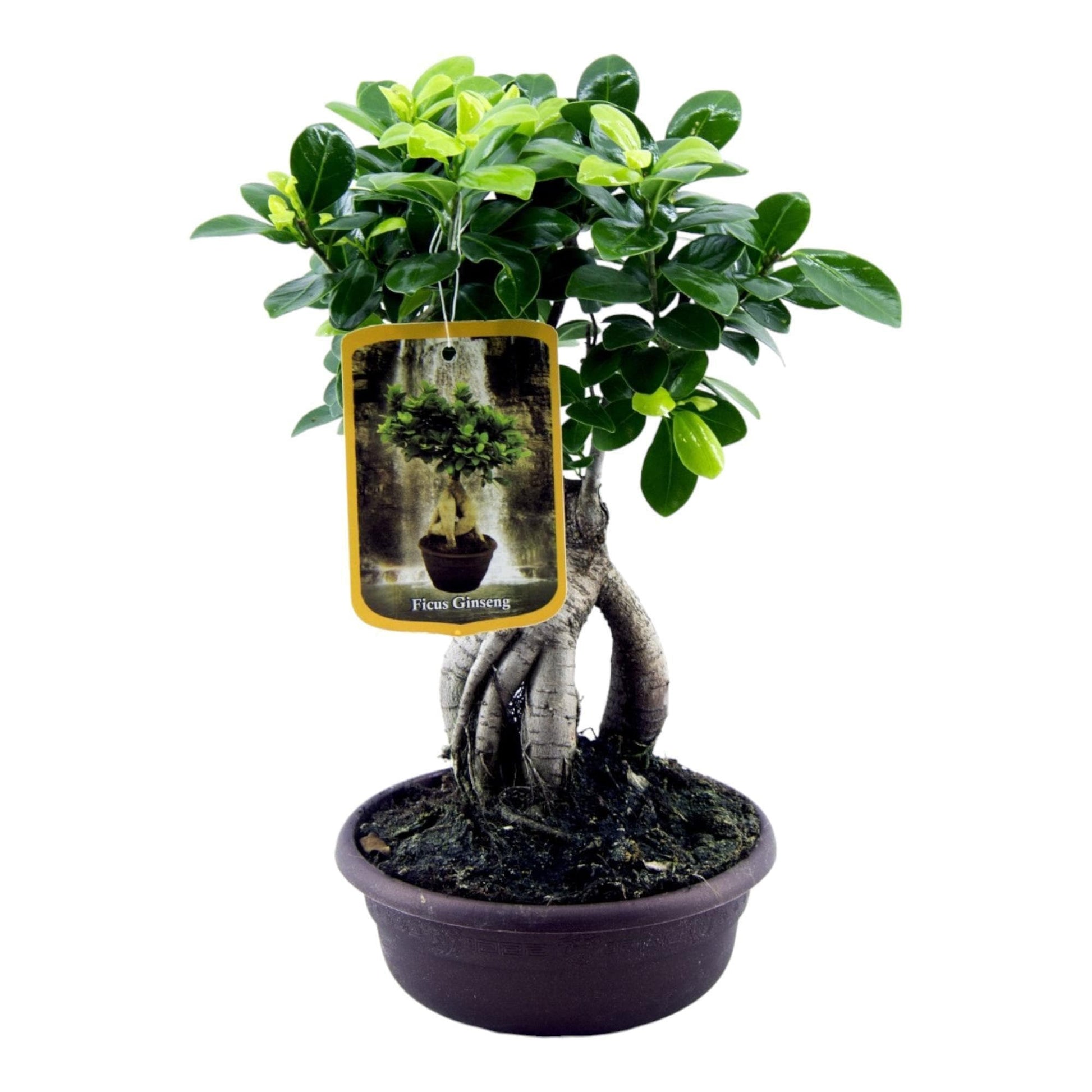 Ficus Microcarpa Ginseng - 30 cm - Ø17cm - grüne-wurzel