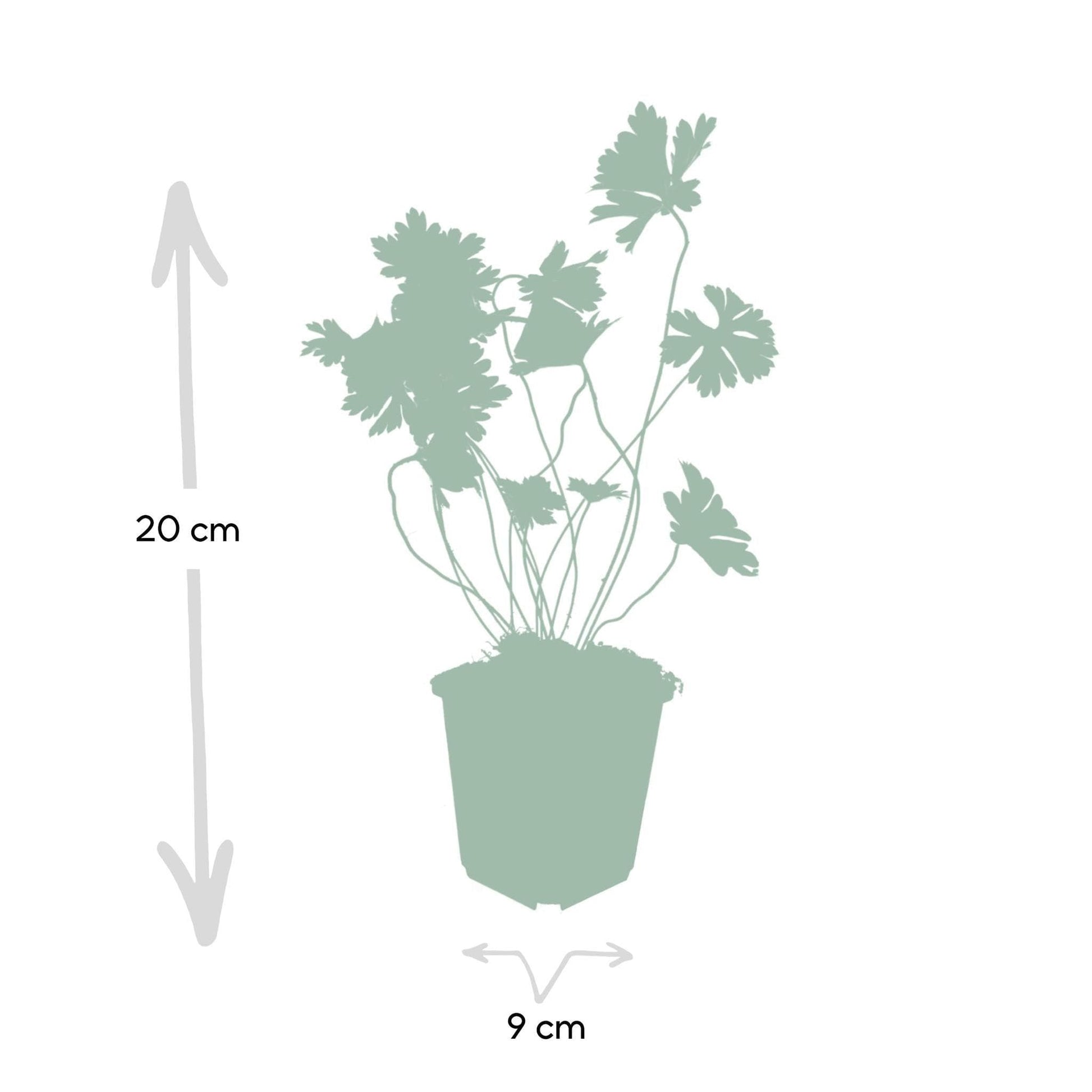 Geranium Rozanne - ↕25cm - Ø9cm - 20x - grüne-wurzel