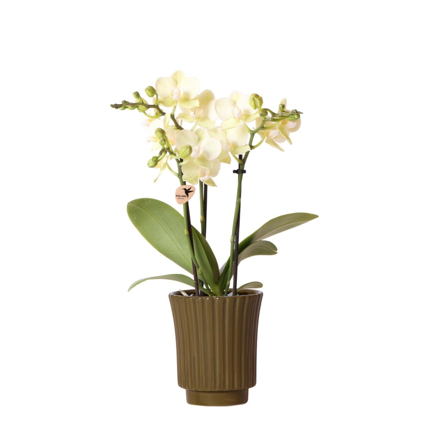 Kolibri Orchids | gelbe Phalaenopsis-Orchidee - Mexiko im Retro-Dekotopf grün - Topfgröße Ø9cm - 35cm hoch | blühende Zimmerpflanze - frisch vom Züchter - grüne-wurzel