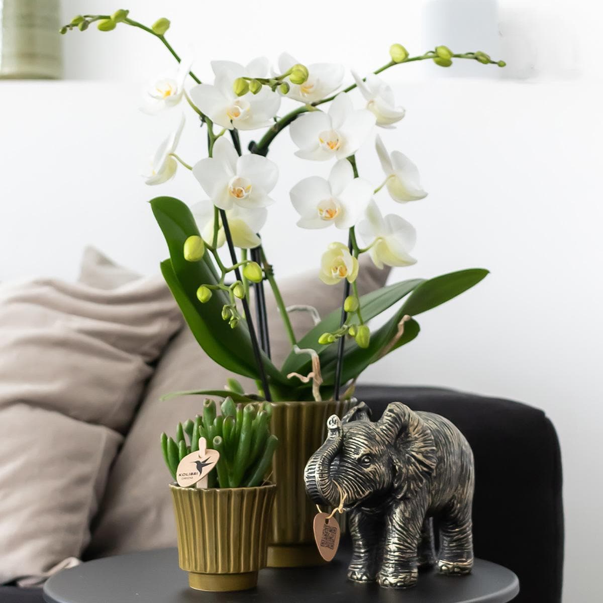 Kolibri Orchids | gelbe Phalaenopsis-Orchidee - Mexiko im Retro-Dekotopf grün - Topfgröße Ø9cm - 35cm hoch | blühende Zimmerpflanze - frisch vom Züchter - grüne-wurzel