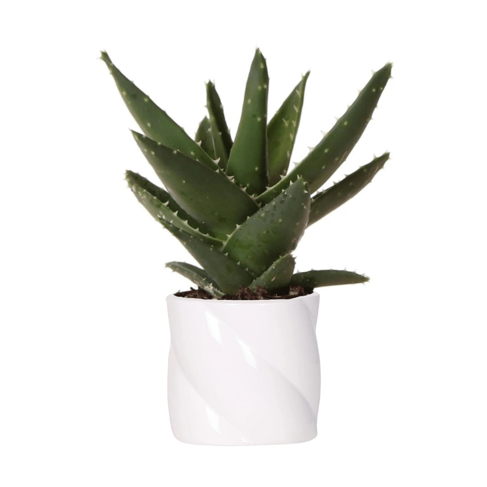 Kolibri Greens | Sukkulente Aloe Brevifolia - Kurzblättrige Aloe Ø6cm + Candy Dekotopf Keramik Ø9cm - grüne-wurzel