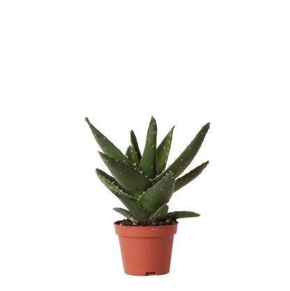 Kolibri Greens | Sukkulente Aloe Brevifolia - Kurzblättrige Aloe Ø6cm + Candy Dekotopf Keramik Ø9cm - grüne-wurzel