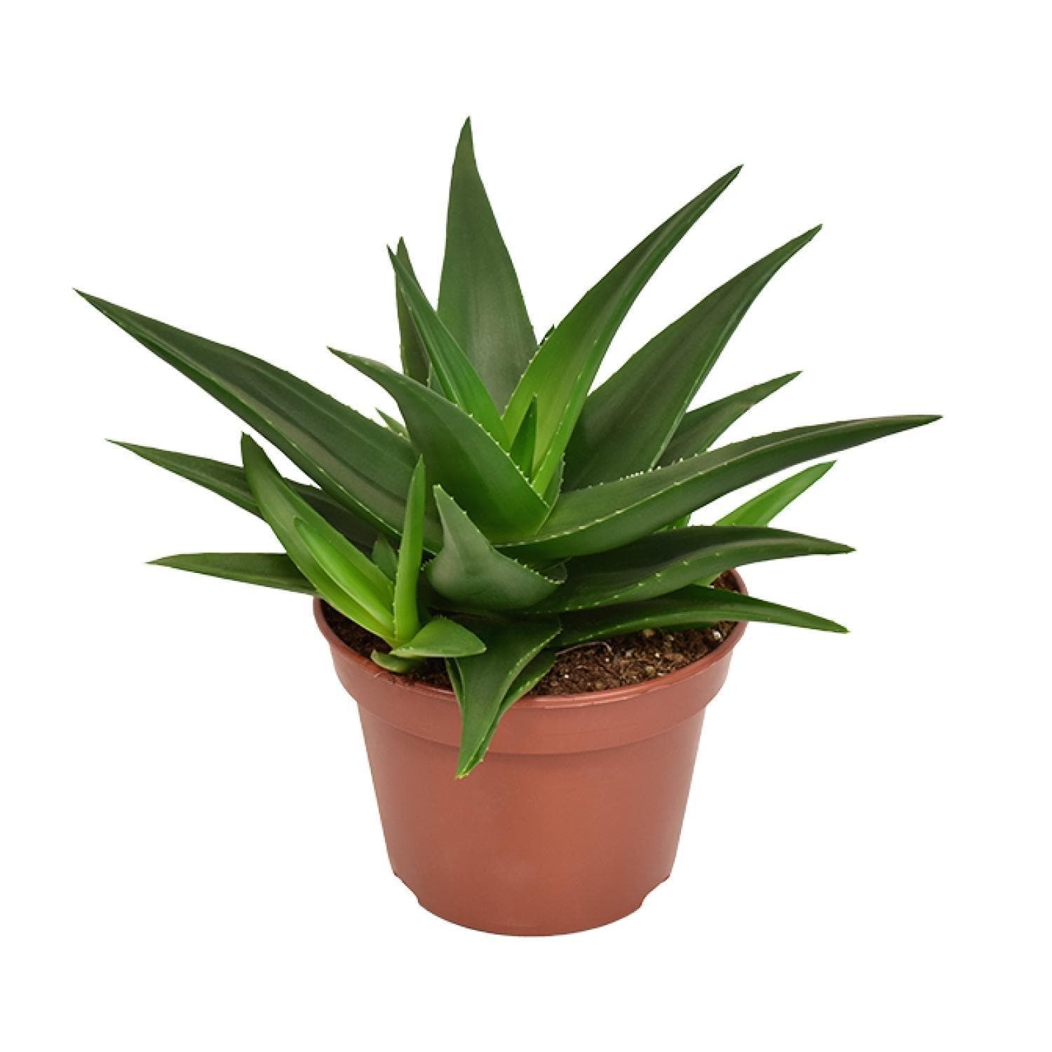 Haworthia Pentagona West Jogoo - Ø15cm - ↕20cm - grüne-wurzel