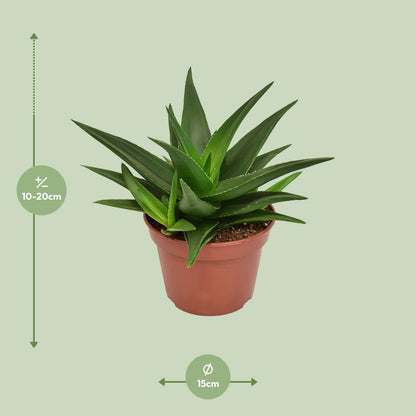 Haworthia Pentagona West Jogoo - Ø15cm - ↕20cm - grüne-wurzel