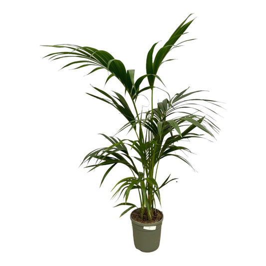 Kentia Palme - Elegante Zimmerpflanze Ø21cm - Höhe 130cm - grüne-wurzel