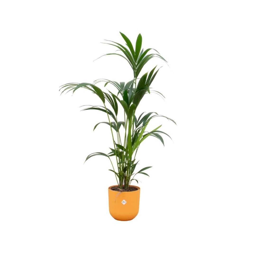 Kentia-Palme im Elho Jazz Round Topf Gelb Ø26cm - Höhe 160cm - grüne-wurzel