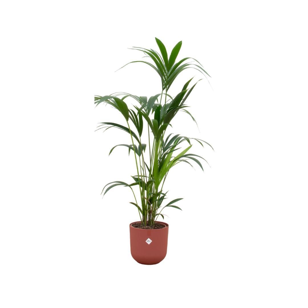 Kentia Palme im Elho Jazz Round Topf - Rot Ø26cm - Höhe 160cm - Ideal für Wohnräume - grüne-wurzel